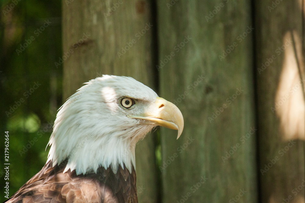 Obraz premium Bald Eagle