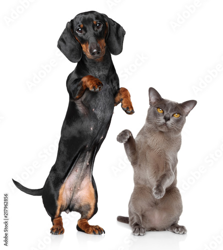Fototapeta Naklejka Na Ścianę i Meble -  Dog and Cat together, standing on hind legs
