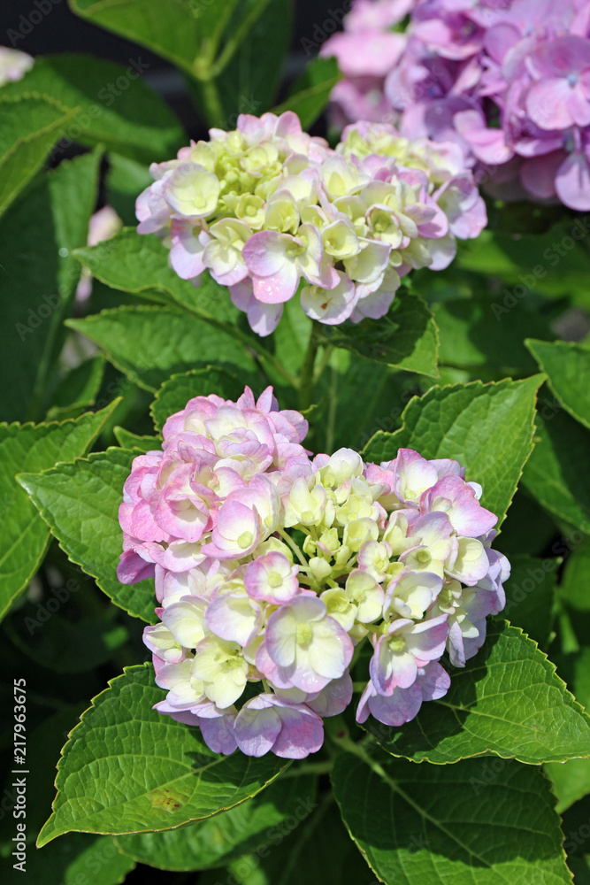 6月に咲く紫陽花の花 6月に咲く紫陽花の花