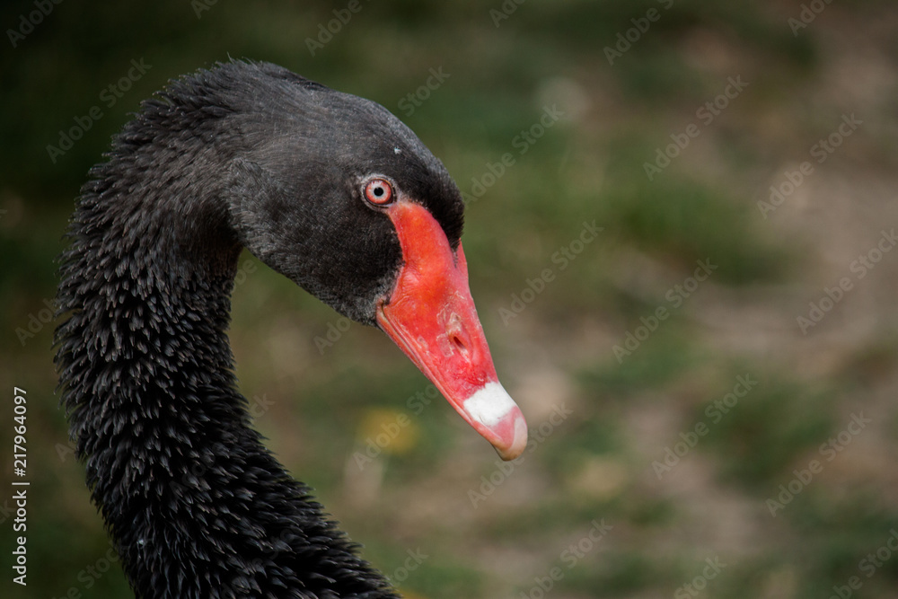 Obraz premium Black Swan