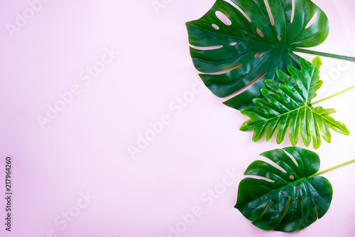 monstera green tropical leaves border on pink background with copy space