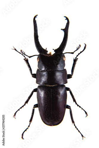 Stag beetle on the white background