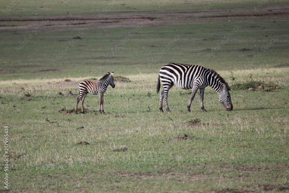 Fototapeta premium Зебры / Зебра / zebra / zebras