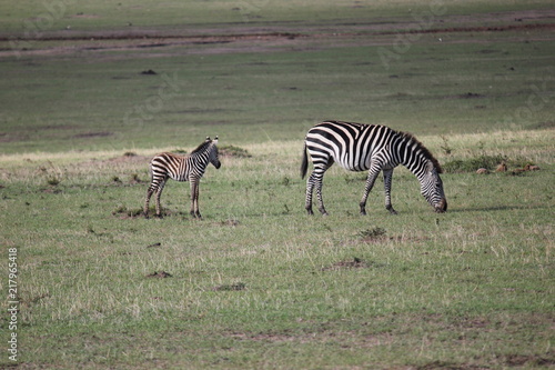                           zebra   zebras