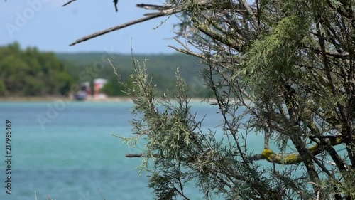 Trees Seacoast Croatia zoom out