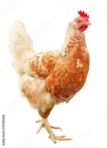 Beautiful Brown hen isolated on white background.
