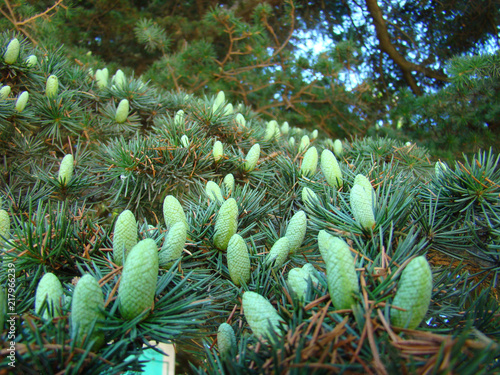 Abies balsamea bumps