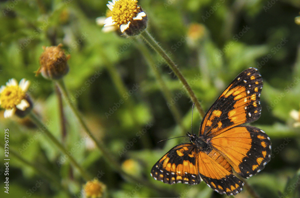 Borboleta Borboleta