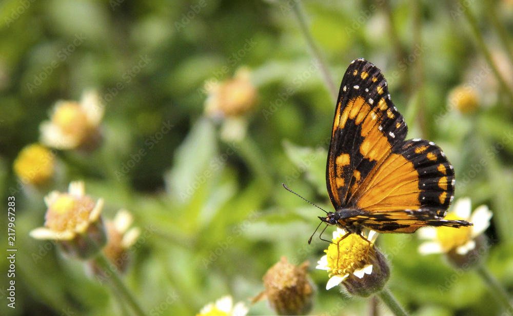 Borboleta Borboleta