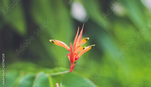 Plantas , flores , 