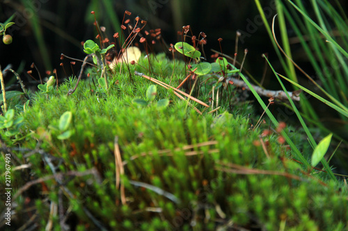 Green moss macro © AnnaB