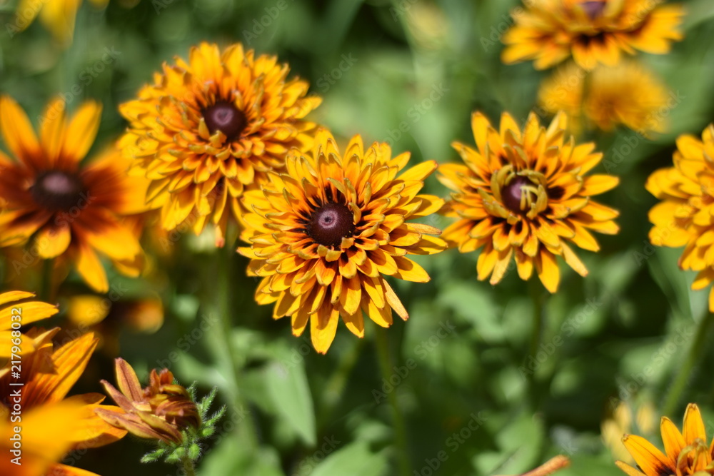 Bright yellow and red daisy Bright yellow and red daisy