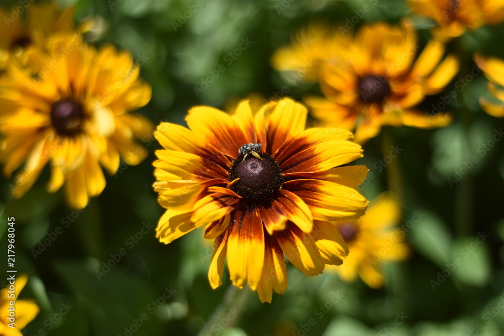 Bright yellow and red daisy