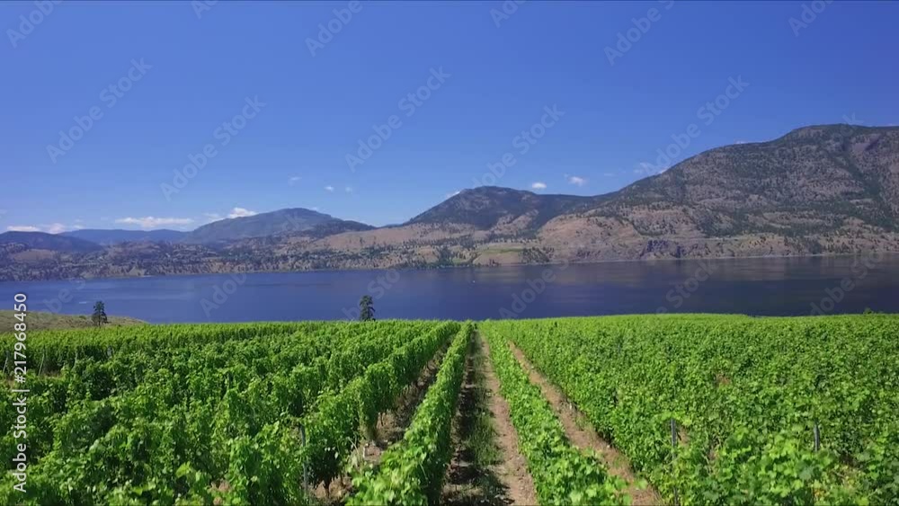 Aerial view of a vineyard Aerial view of a vineyard