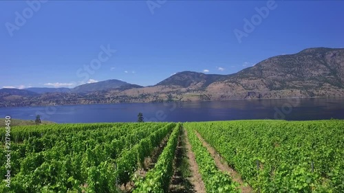 Aerial view of a vineyard