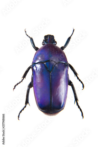 Violet beetle on the white background © Farinoza