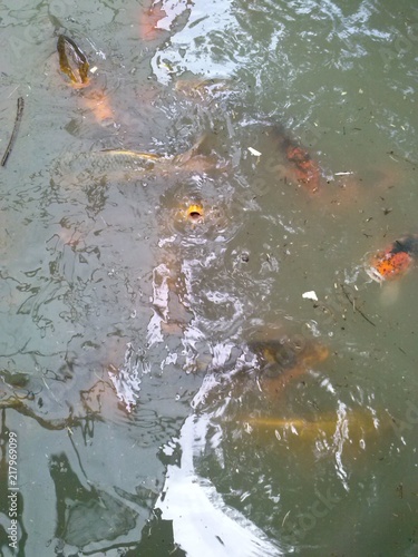 peces