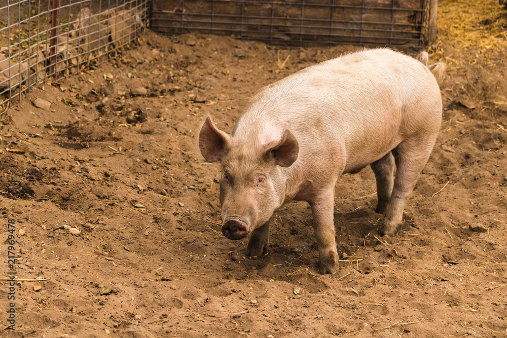 Full body shot of startled, wary, cautious single dirty young domestic pink standing pig, with muddy feet, big ears, well cared for and healthy Full body shot of startled, wary, cautious single dirty young domestic pink standing pig, with muddy feet, big ears, well cared for and healthy