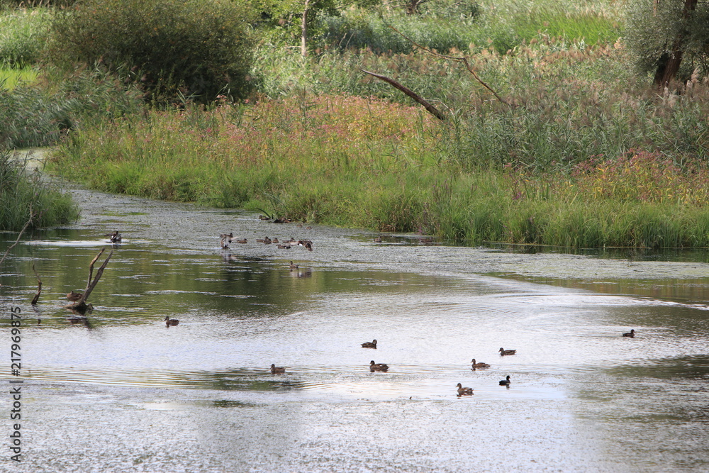 Backwater on the Danube in Germany are valuable nesting grounds for rare birds and fish Backwater,
Backwater on the Danube in Germany are valuable nesting grounds for rare birds and fish Backwater,