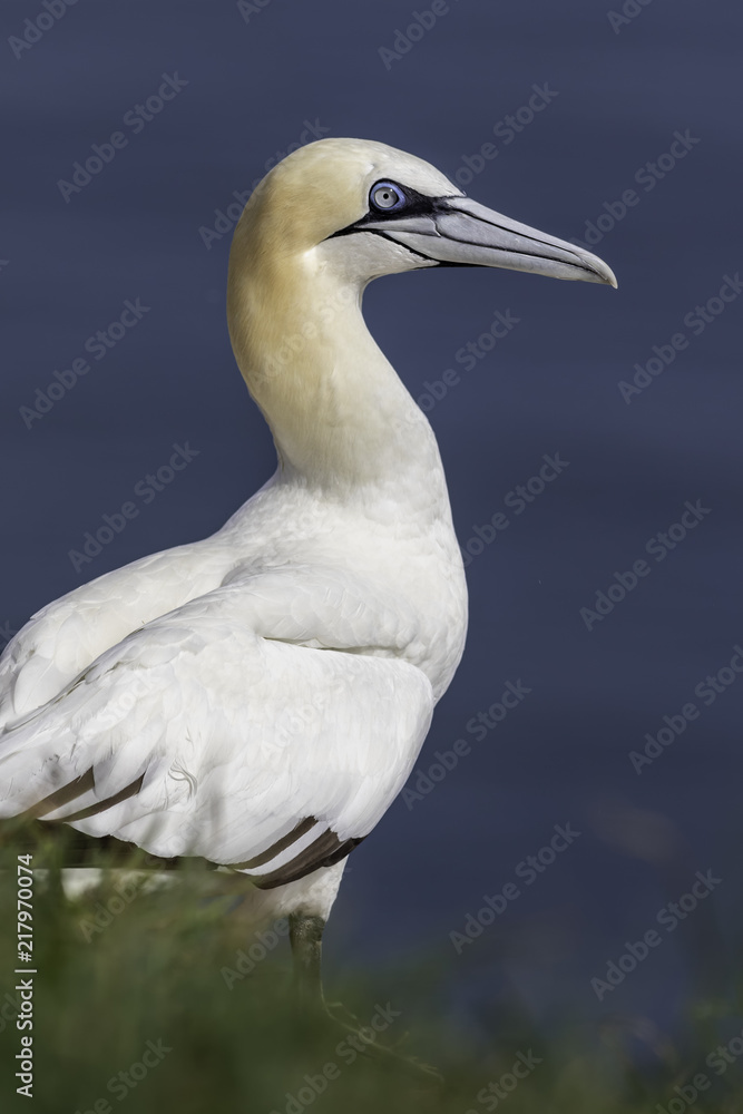 Northern gannet - RSPB Bempton Cliffs Northern gannet - RSPB Bempton Cliffs