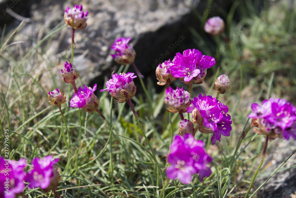 Wild Flowers in Sweden 