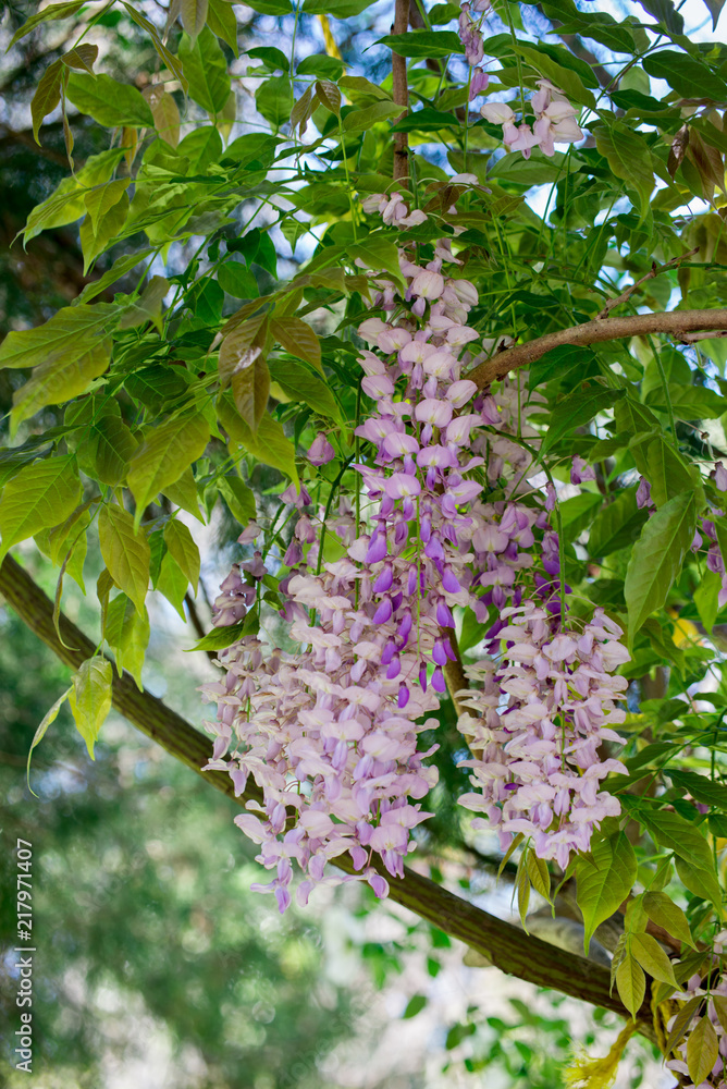 Flowering Wisteria, Charleston, South Carolina Flowering Wisteria, Charleston, South Carolina