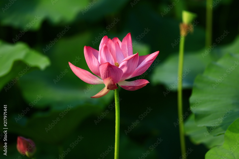 Blooming lotus flower, very beautiful