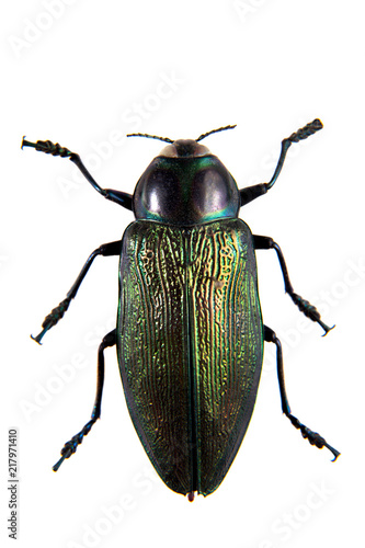 Jewel beetle on the white background