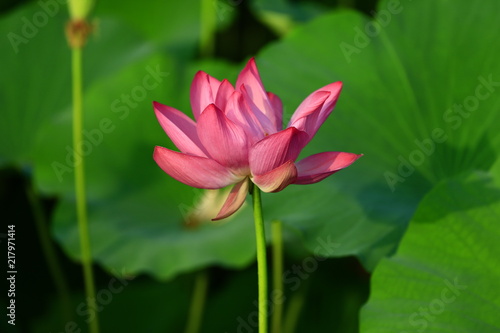 Blooming lotus flower  very beautiful