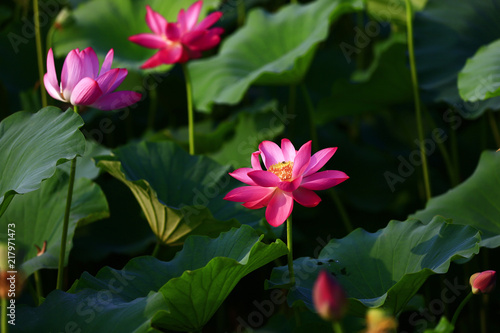 Blooming lotus flower  very beautiful