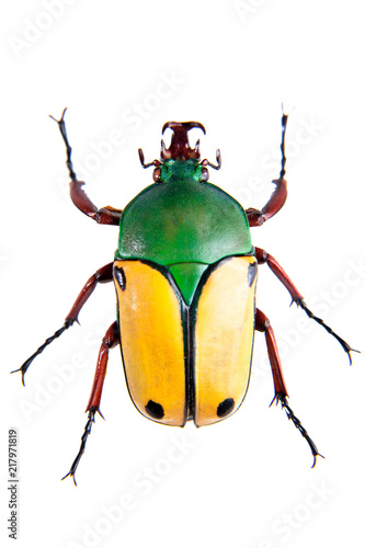 The beetle on the white background