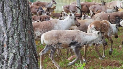 Flock Of Beautiful Nordic Reindeer In Forest During Summer. North OF Sweden. photo