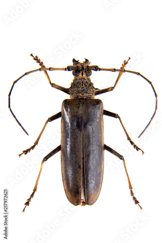 The Pine sawyer beetle on the white background