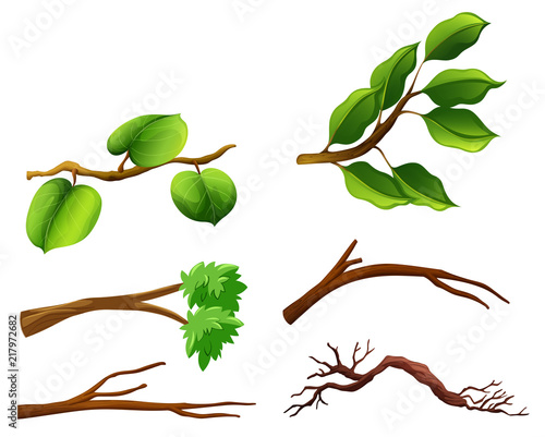 Set of branches with leaves