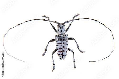 The Pine sawyer beetle on the white background © Farinoza
