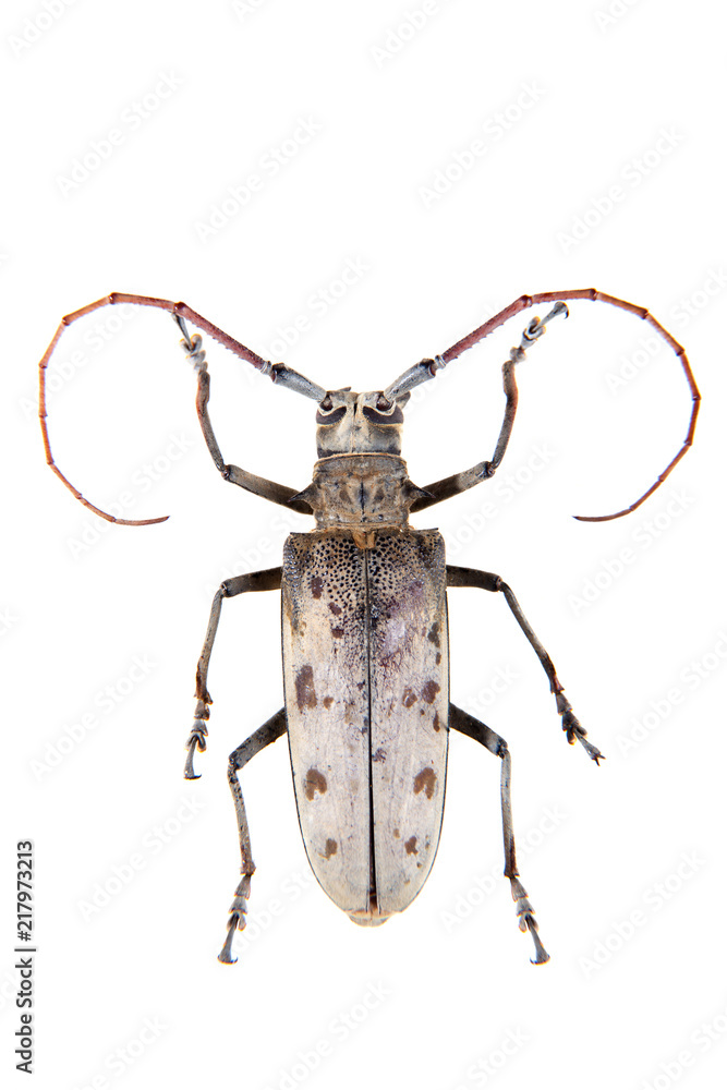 The Pine sawyer beetle on the white background The Pine sawyer beetle on the white background