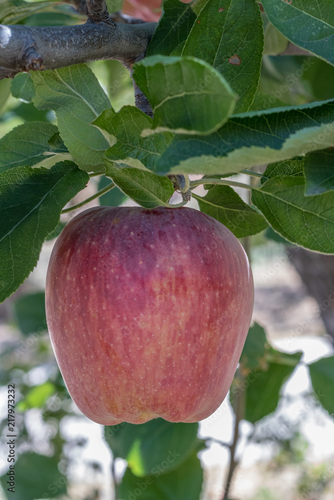 Vertical close-up of one fresh ripe natural red heirloom, organic apple close up on branches in a tree, healthy vegetarian, diet, sweet snack food packed with nutrition Vertical close-up of one fresh ripe natural red heirloom, organic apple close up on branches in a tree, healthy vegetarian, diet, sweet snack food packed with nutrition
