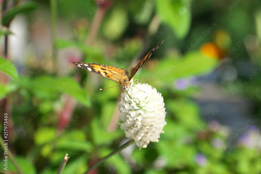 Tokyo,Japan-August 15, 2018: small copper - Lycaena phlaeas - is picking white clover flower's nectar in Tokyo Tokyo,Japan-August 15, 2018: small copper - Lycaena phlaeas - is picking white clover flower's nectar in Tokyo