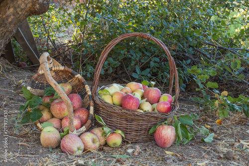 Valokuva Two baskets of natural organic ripe red heirloom delicious organic apples in lat