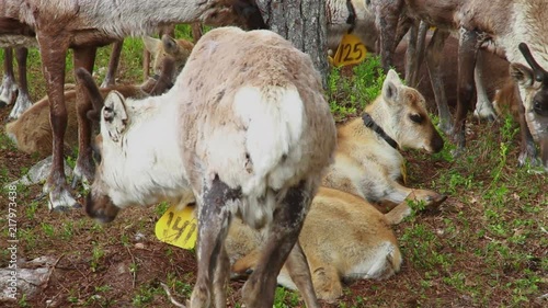 Flock Of Beautiful Nordic Reindeer In Forest During Summer. North OF Sweden. photo