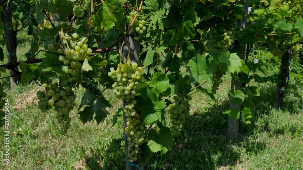 Grapes on Grapevine at Vineyard in Styria Austria 4K on Slider Grapes on Grapevine at Vineyard in Styria Austria 4K on Slider
