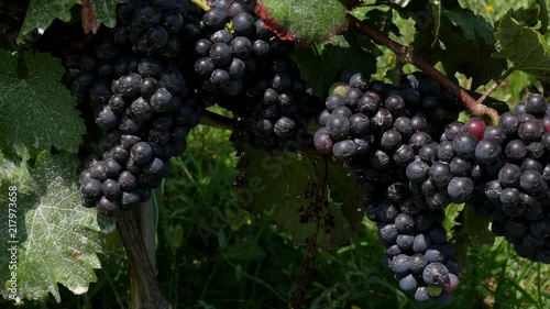 Blue Grapes on Grapevine at Vineyard in Styria Austria 4K on Slider photo