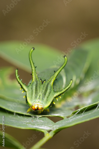 Image of Caterpillar of common nawab butterfly (Polyura athamas) or Dragon-Headed Caterpillar on nature background. Insect. Animal.