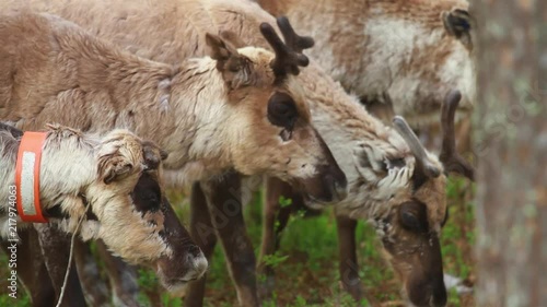 Flock Of Beautiful Nordic Reindeer In Forest During Summer. North OF Sweden. photo