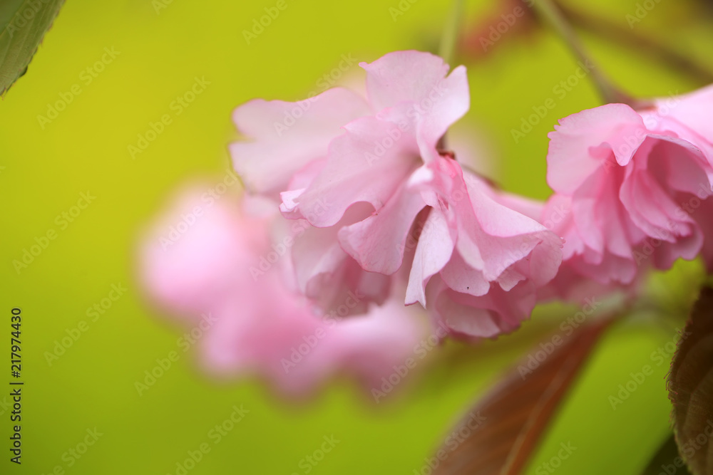 The cherry blossom The cherry blossom