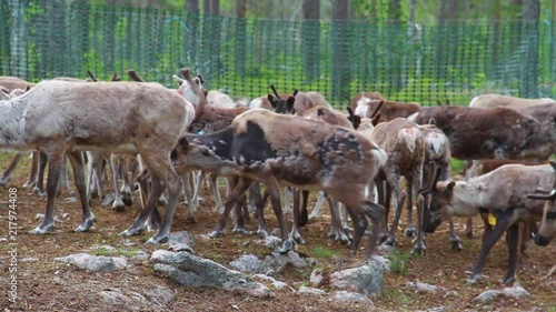 Flock Of Beautiful Nordic Reindeer In Forest During Summer. North OF Sweden. photo