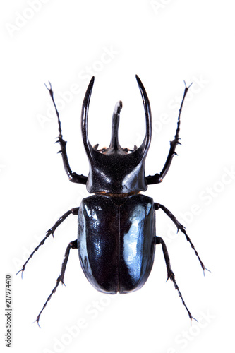 The five-horned beetle on the white background