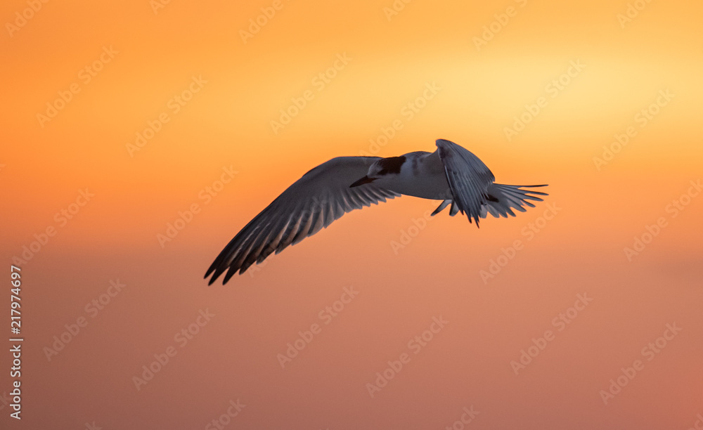 Naklejka premium Common Tern 