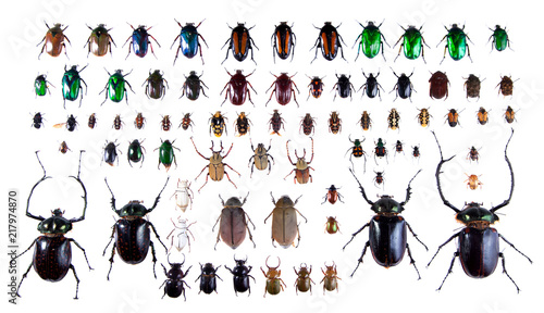 Arlequin beetles on the white background