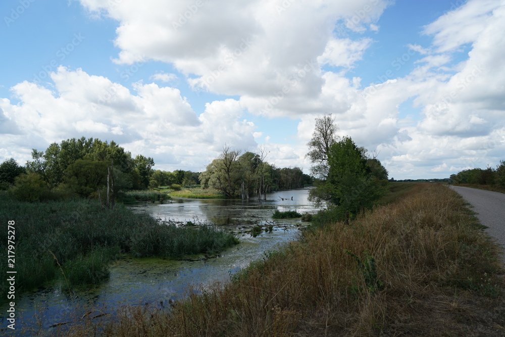 Obraz premium Backwater on the Danube in Germany are valuable nesting grounds for rare birds and fish Backwater, 